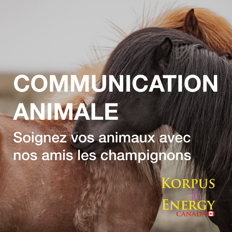 Communication Animale, Soignez vos animaux avec nos amis les champignons