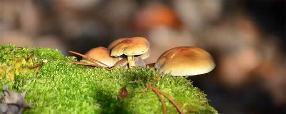 High quality medicinal mushrooms Korpus Energy Canada